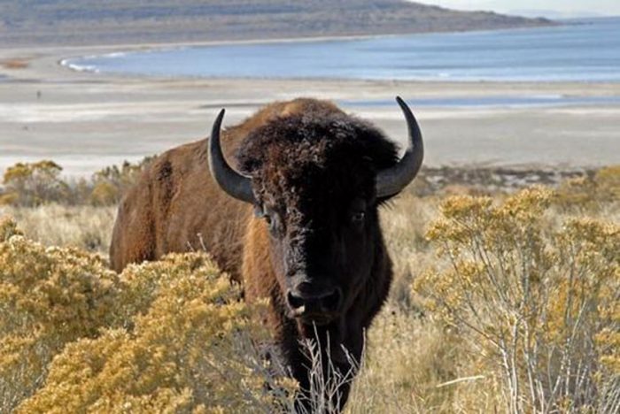 Bison on Antelope Island 111