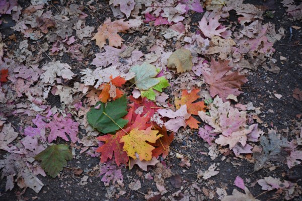 fallen leaves in davis county