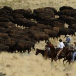 Bison Round up in Davis County 0098