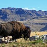 Bison Reason to Visit Antelope Island in Fall