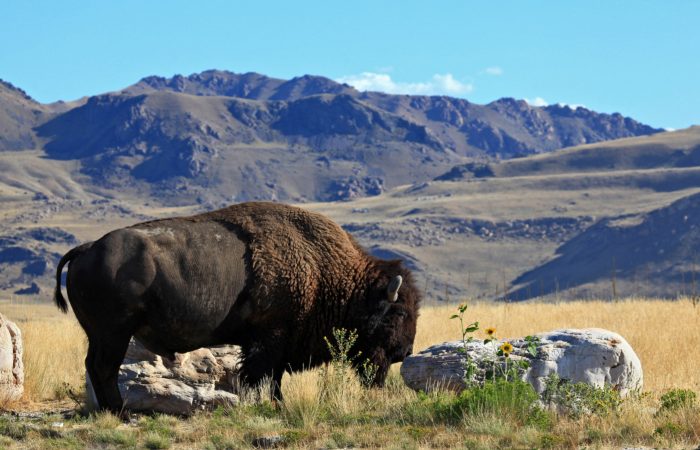 Bison Reason to Visit Antelope Island in Fall