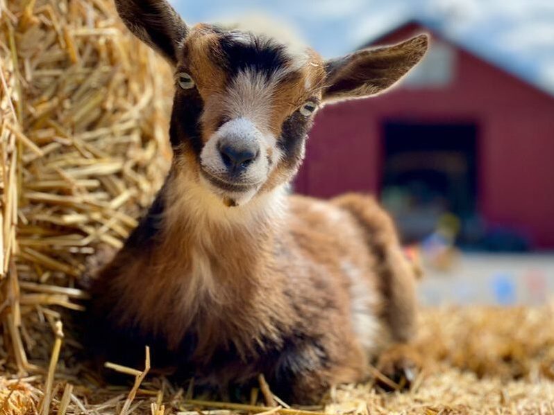 Baby goat at Cross E Ranch