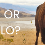 Blog Headers