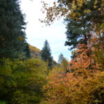 discoverdavis 50265639