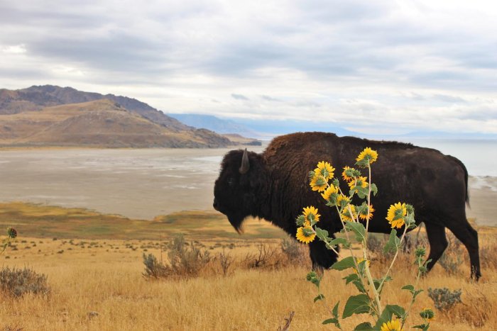 Bison n Sunflowers White Rock Bay Antelope Island medium