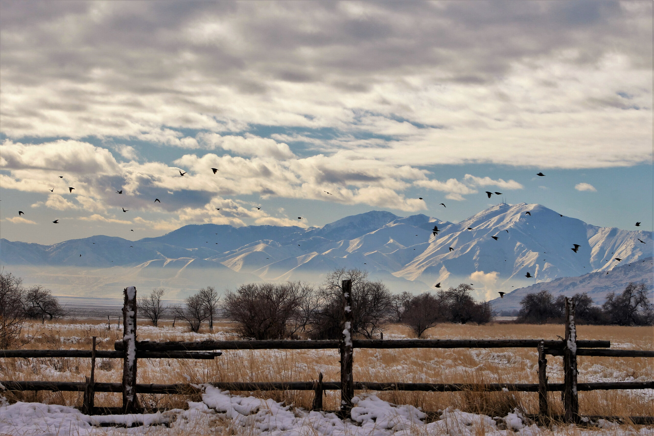 Great Salt Lake and Antelope Island scenery on a guided day tour