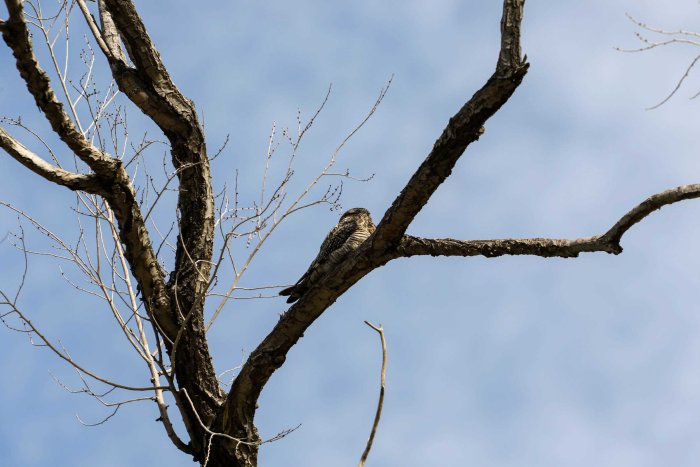 Common Nighthawk at Fielding Garr Ranch