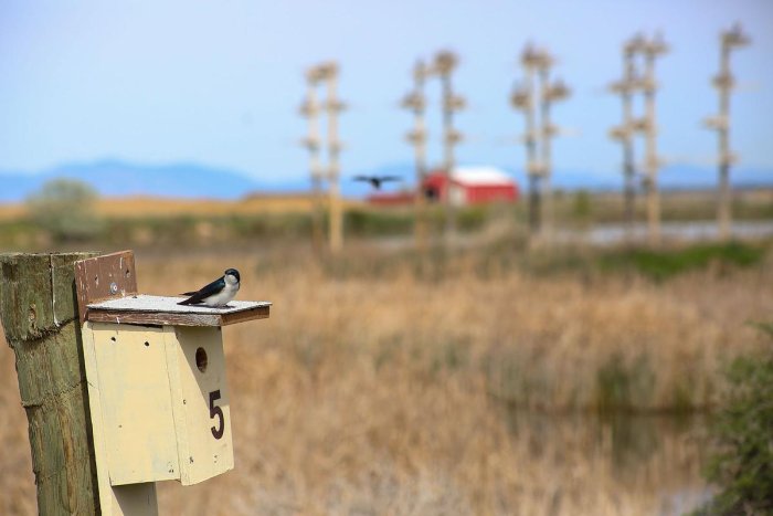 Tree Swallow at Eccles Wildlife Education Center