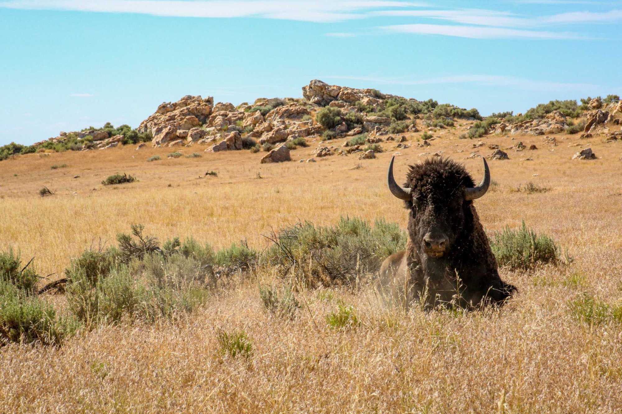 Antelope Island Wildlife Guide: World-Class Viewing Just Minutes from Salt Lake City