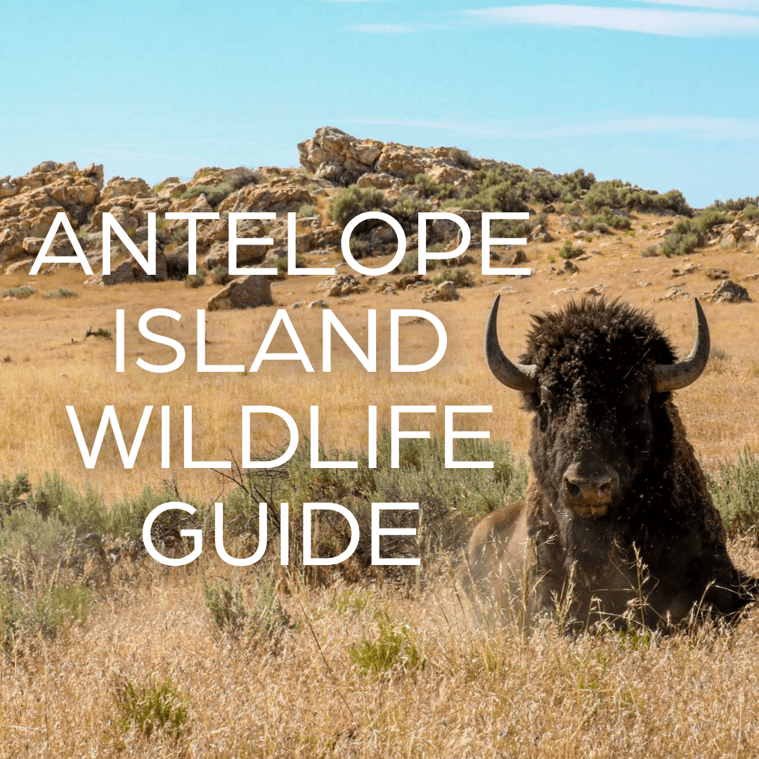 Antelope Island Wildlife Guide: World-Class Viewing Just Minutes from Salt Lake City